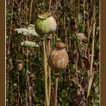 Mladé opium !!
